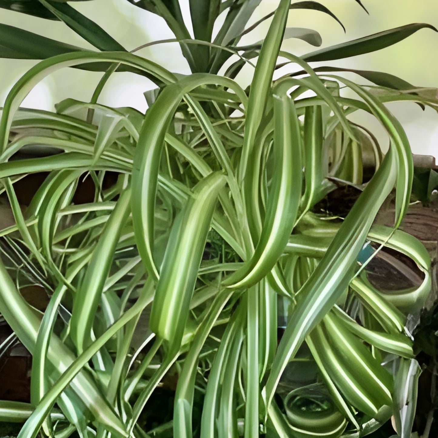 Live Spider Plant Cuttings Chlorophytum comosum Indoor Houseplant Fully Rooted Starter Plant