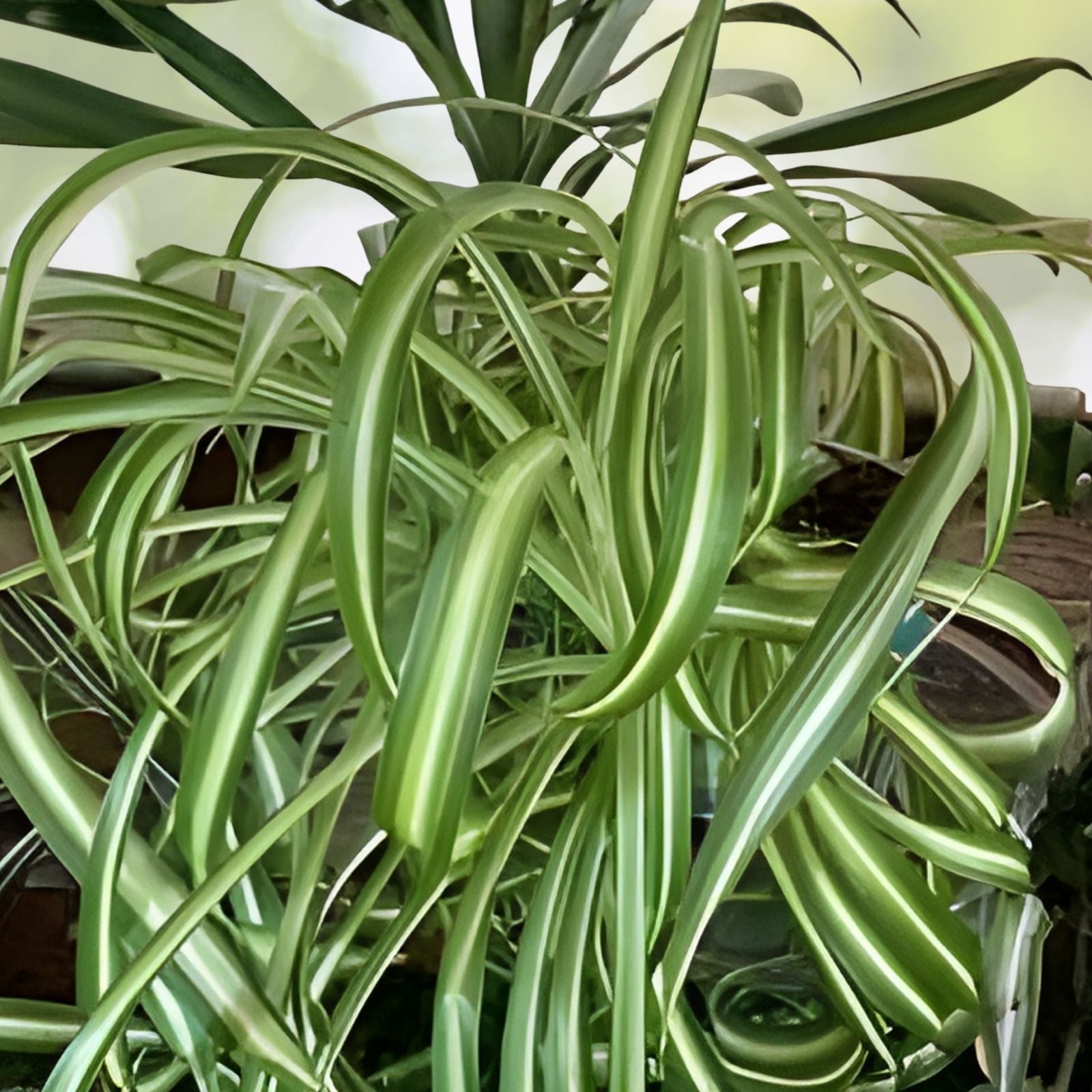 Live Spider Plant Cuttings Chlorophytum comosum Indoor Houseplant Fully Rooted Starter Plant