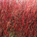 Red Twig Dogwood Live Plant, Bare Root, 8-16 Inches, Cornus Sericea, Shrub for Zones 3-8
