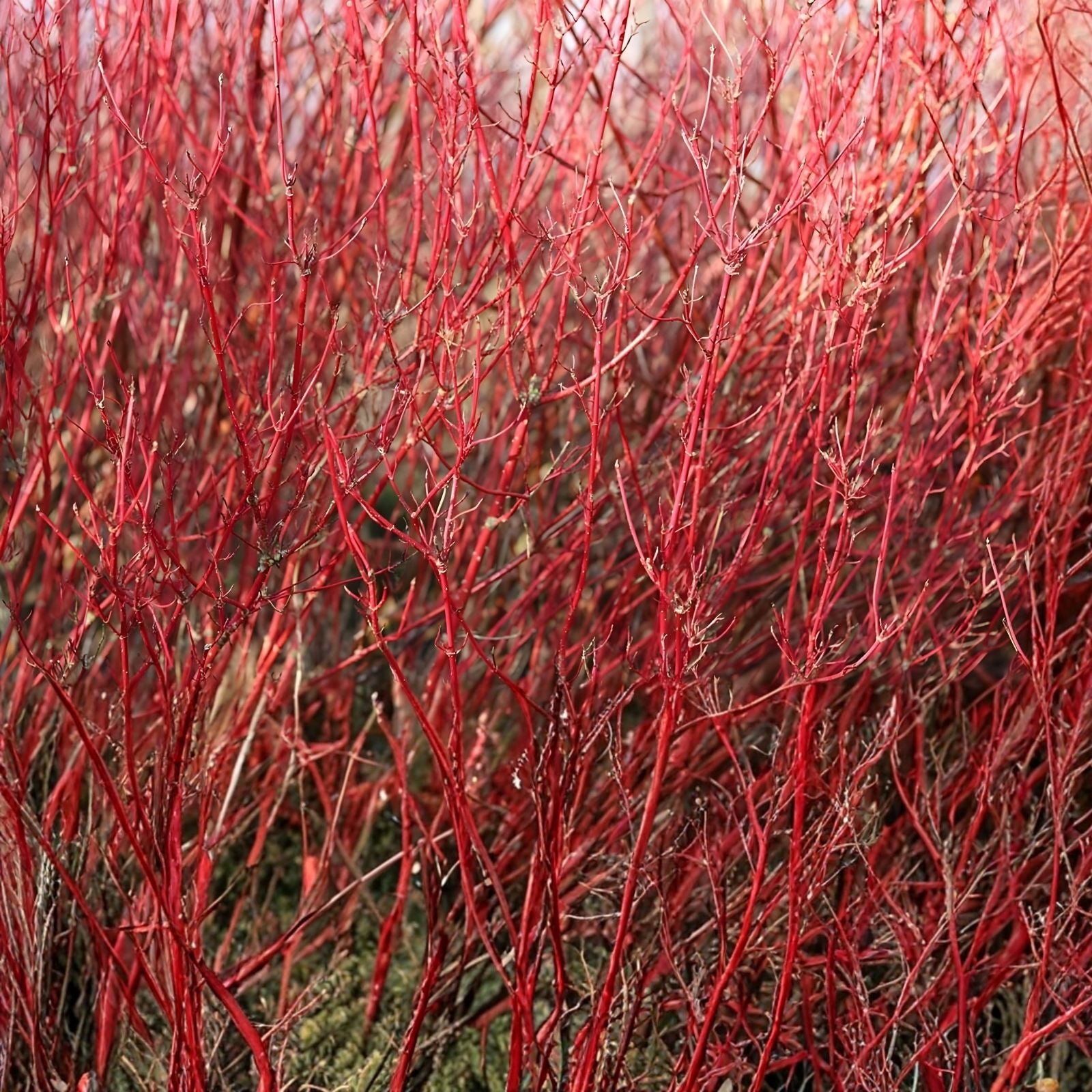 Red Twig Dogwood Live Plant, Bare Root, 8-16 Inches, Cornus Sericea, Shrub for Zones 3-8