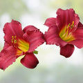 Ruby Red Stella Daylily Bare Root Plant – Rebloomer, Red Flowers, Zones 3-9, Hemerocallis 'Ruby Stella'