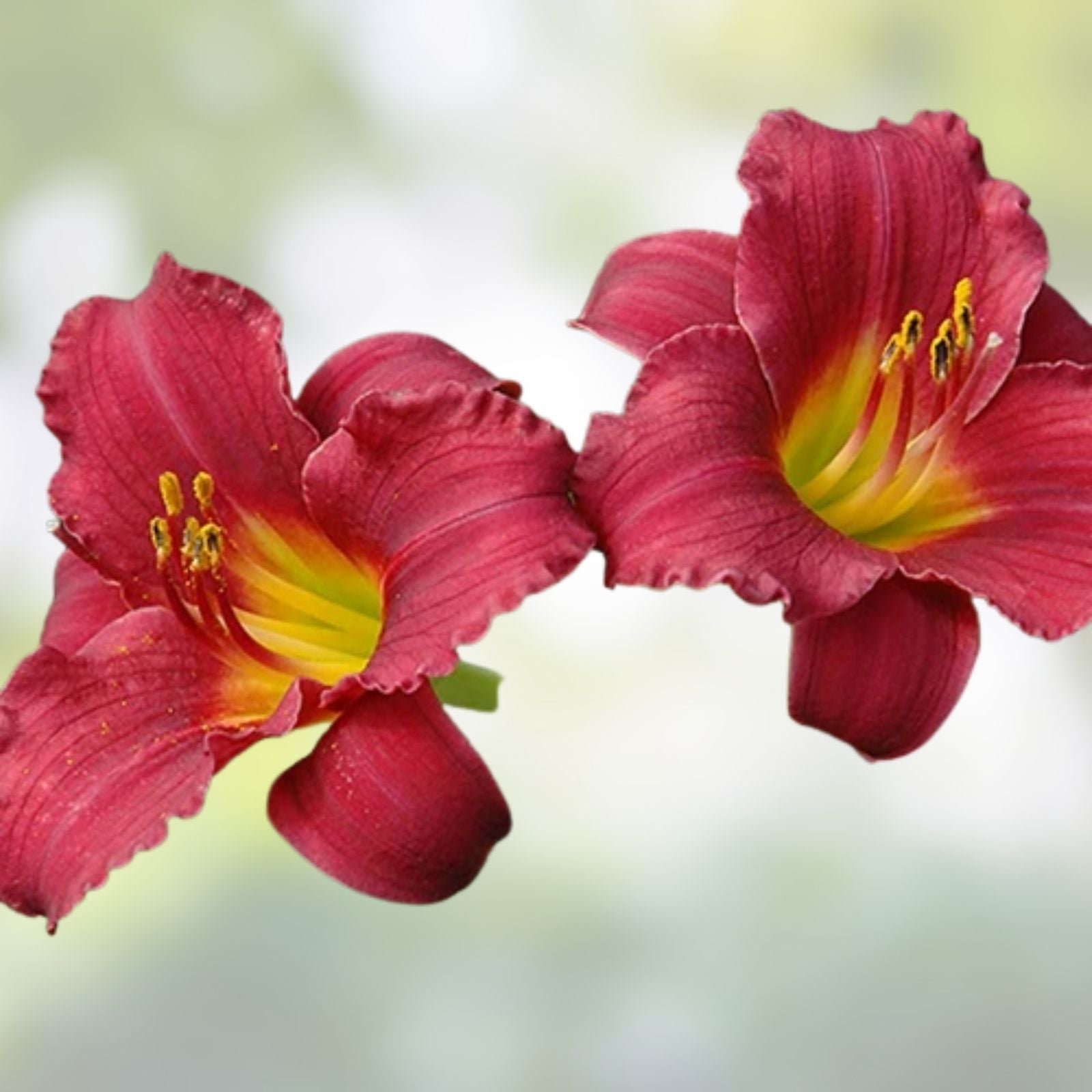 Ruby Red Stella Daylily Bare Root Plant – Rebloomer, Red Flowers, Zones 3-9, Hemerocallis 'Ruby Stella'