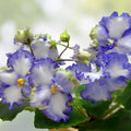 African Violet Leaves 2 Pack Unrooted Cuttings for Propagation, Houseplant Starter, LE Zoryane Syajvo