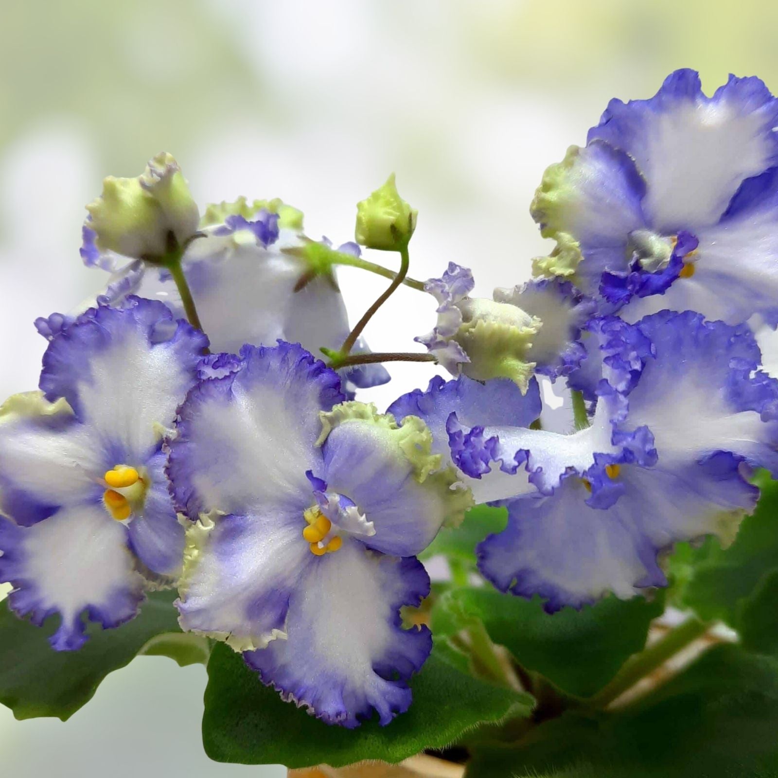 African Violet Leaves 2 Pack Unrooted Cuttings for Propagation, Houseplant Starter, LE Zoryane Syajvo
