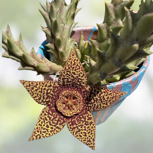 Orbea Variegata Starfish Succulent Cuttings 3-4 inches, Variegated Houseplant, Unique Succulent Collection, Live Plant, Indoor Decor