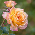 Peace Rose Cuttings Rosa 'Peace' Live Plant for Rooting Garden Landscaping Home Gardening