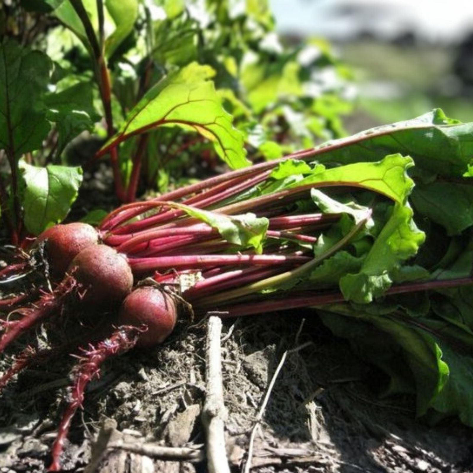 Detroit Dark Red Beet Seeds | Heirloom Non-GMO Vegetable Seeds | 25+ Beta vulgaris Starter Plants, Roots, or Seeds
