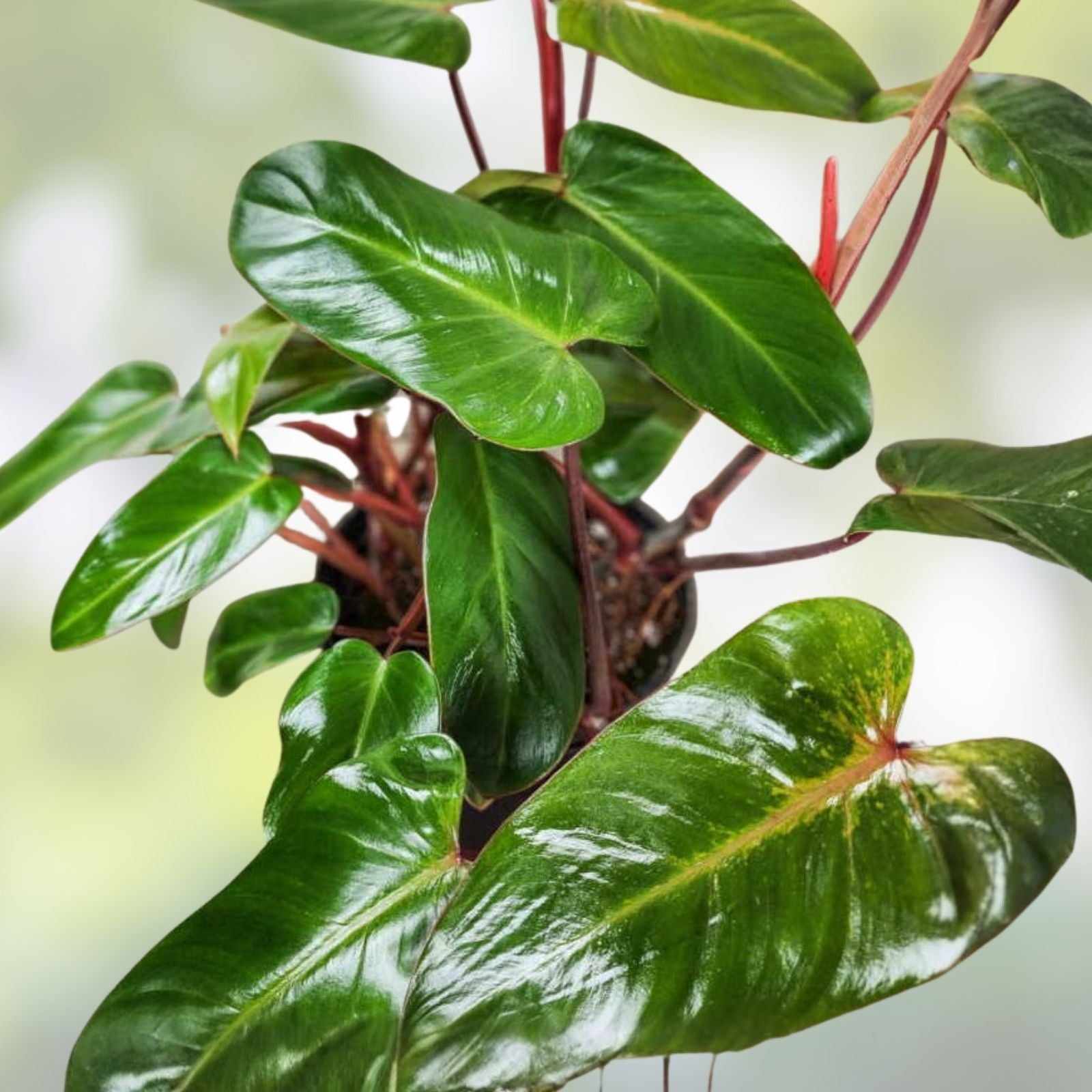 Live 7-inch Red Emerald Philodendron Cutting – Tropical Rainforest Plant, Easy to Grow, Fast Growing, Philodendron erubescens