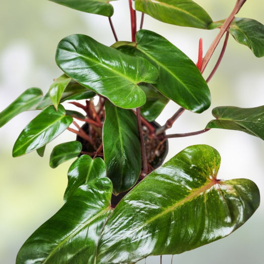Live 7-inch Red Emerald Philodendron Cutting – Tropical Rainforest Plant, Easy to Grow, Fast Growing, Philodendron erubescens