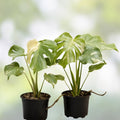 Variegated Fallopia Multiflora Starter Plug, Hardy Ground Cover Plant, Live Plant, Bare Root, Houseplant, Garden Plant