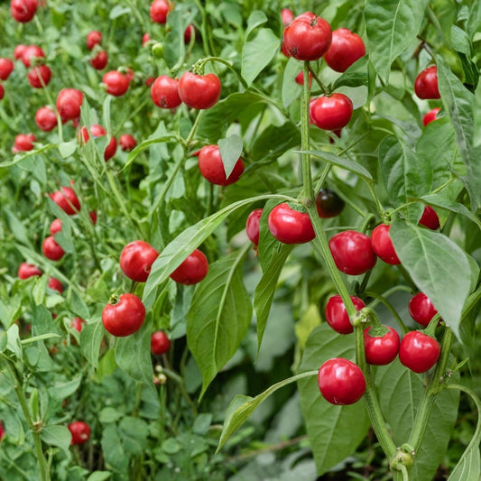 Non-GMO Lima Bean Seeds Henderson Bush Heirloom Edible Pods Organic Legume Starter Plant