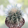 Echinocactus Grusonii x Ferocactus Gracilis Hybrid Barrel Cactus Live Plant – Succulent for Indoor or Outdoor Decor