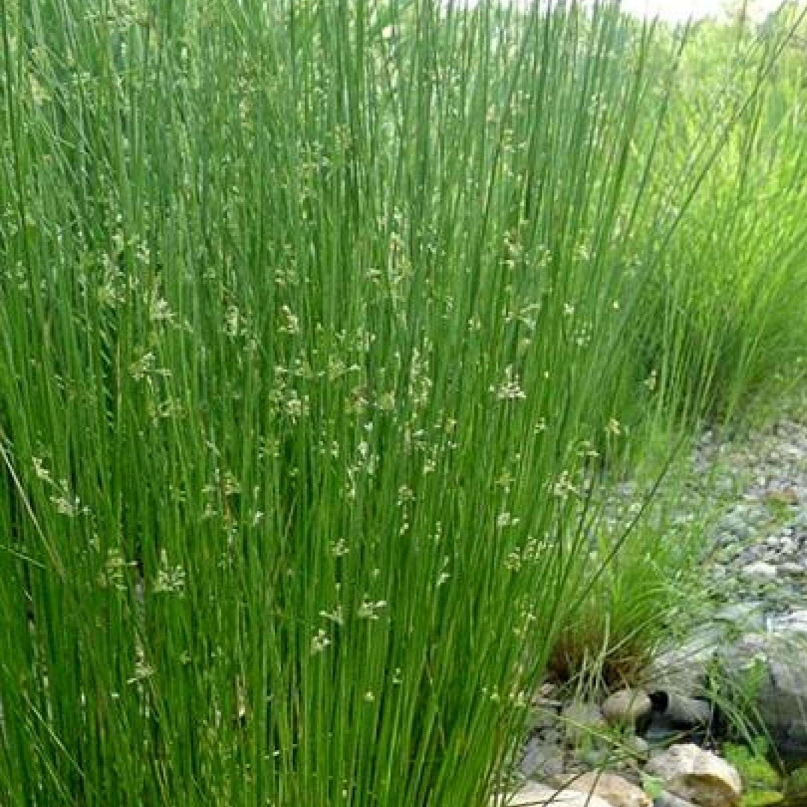 Big Twister Rush Juncus effusus 'Big Twister' Live Starter Plant Ornamental Aquatic Grass for Gardens