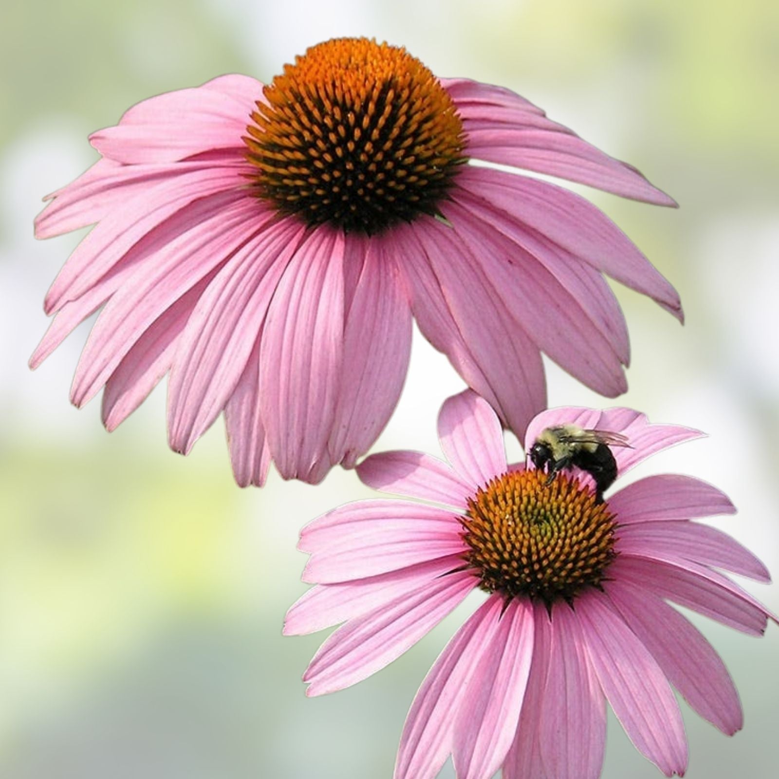 Echinacea purpurea Magnus Coneflower Live Plant 4" Purple Perennial Starter Houseplant