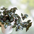 Tradescantia Zebrina Cuttings – 10+ Healthy Wandering Jew Indoor Houseplants – Propagation Starter Plants – Fast Shipping