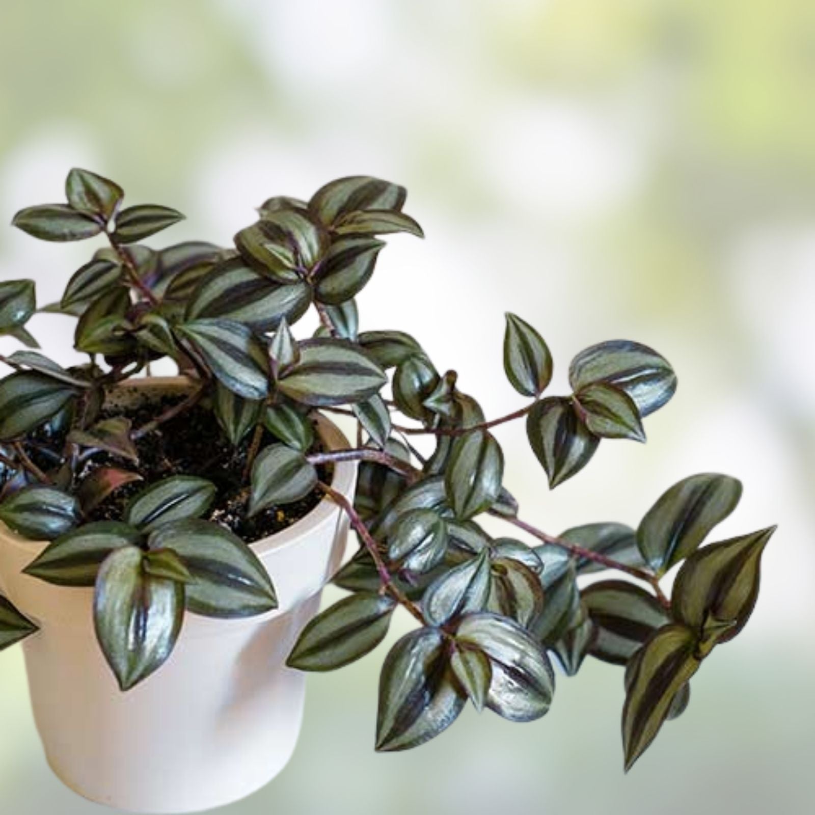 Tradescantia Zebrina Cuttings – 10+ Healthy Wandering Jew Indoor Houseplants – Propagation Starter Plants – Fast Shipping