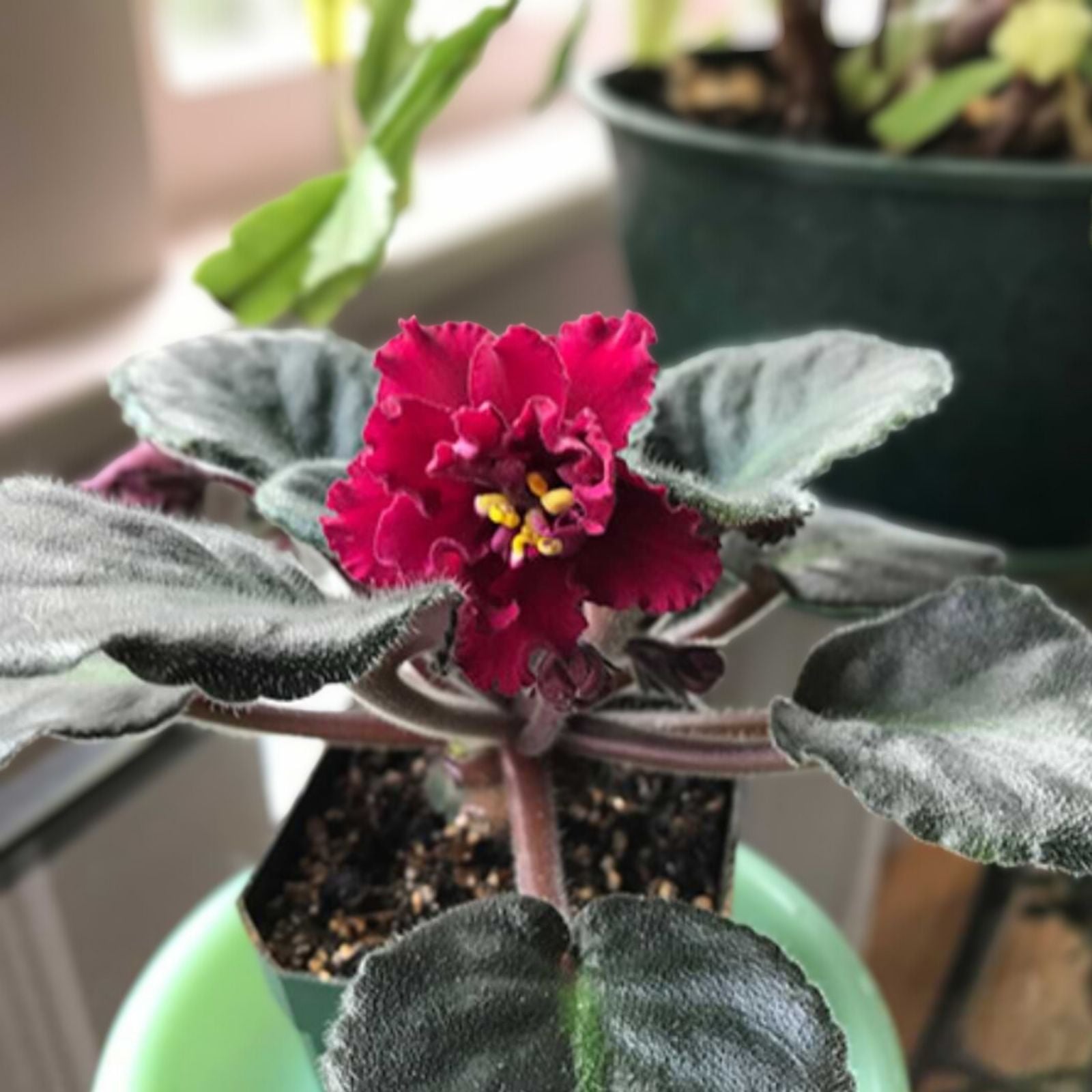 African Violet Leaf Red Diamond Standard Variety Live Plant for Indoor Gardening Houseplants