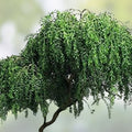 Black Willow Bonsai Tree, Live Indoor/Outdoor Plant, Thick Trunk, Salix nigra, Decorative Small Tree, Fast Growing