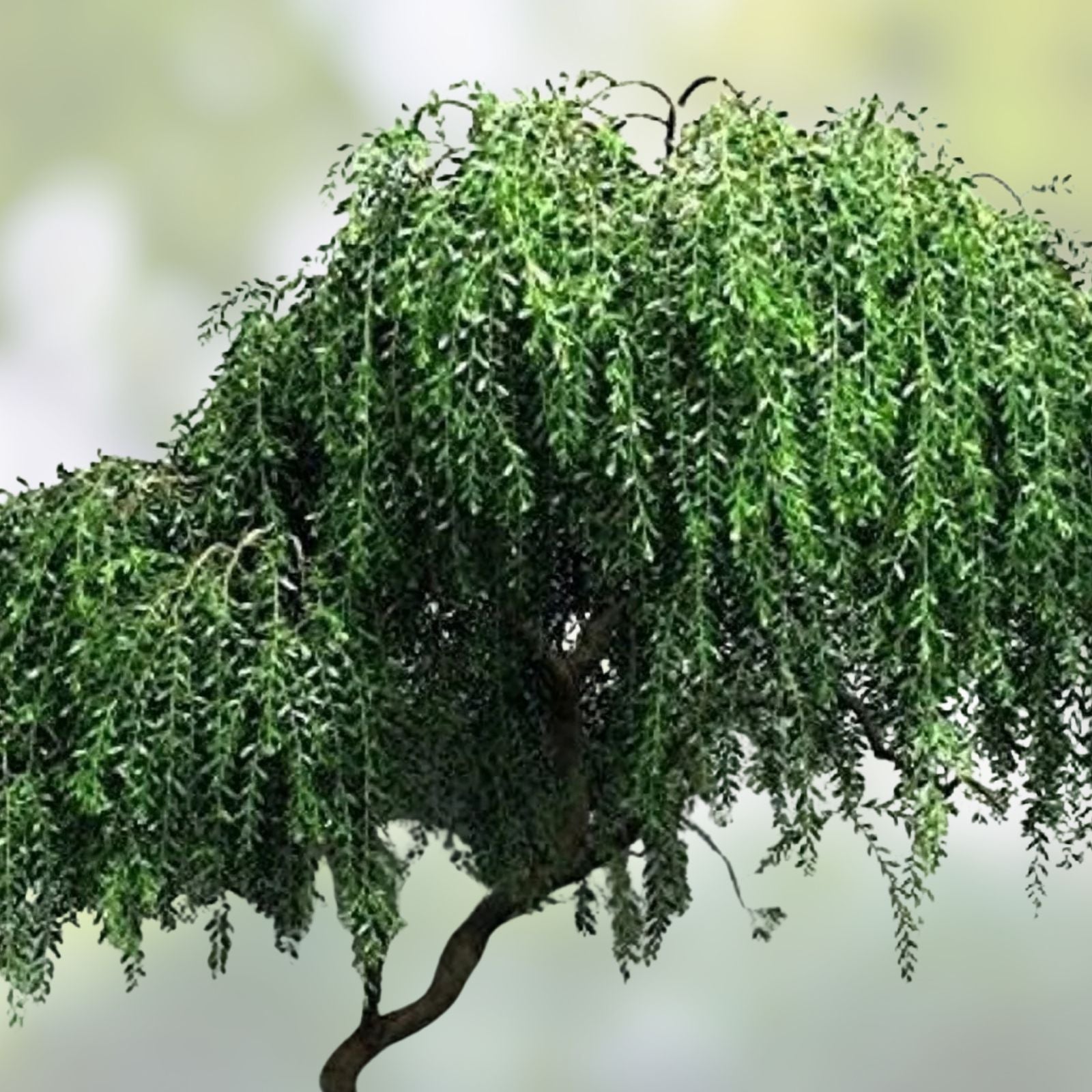 Black Willow Bonsai Tree, Live Indoor/Outdoor Plant, Thick Trunk, Salix nigra, Decorative Small Tree, Fast Growing
