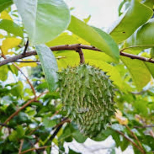Organic Soursop Tree Live Plant 5-inch Pot Tropical Fruit Tree Guanábana Annona muricata