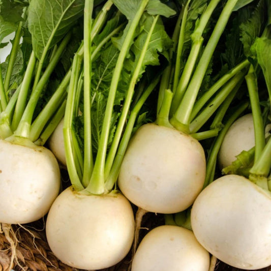 Heirloom Turnip Seeds Seven Top Variety Non-GMO Brassica rapa Vegetable Seeds 500 Pack