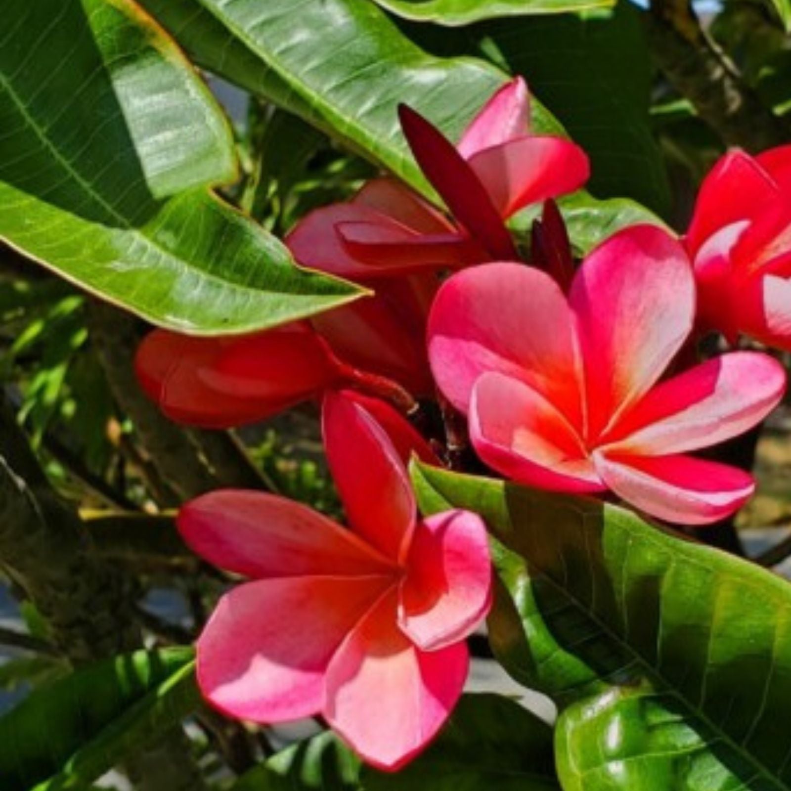 Plumeria Cutting 7-12 Inch Pink Light Orange Hues | Plumeria Obtusa Healthy Mother Plant | Fresh Stock