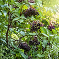 Elderberry Cuttings 5-Pack Sambucus Nigra Live Plant Propagation Bare Root Starter Plant for Gardening