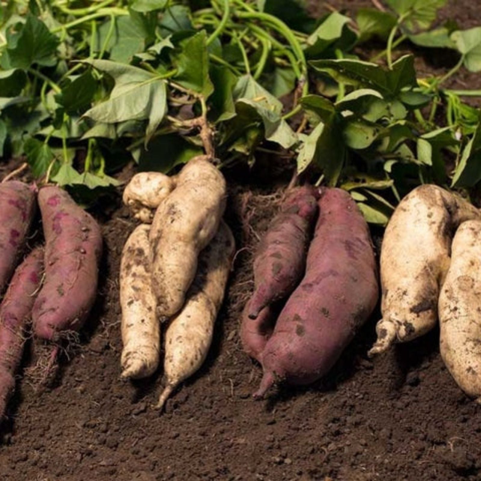 Purple Skin White Sweet Potato Slips – 10 Organic Cuttings, Ipomoea batatas, Edible Root Vegetables, Sweet Potato Vine, Fast Shipping