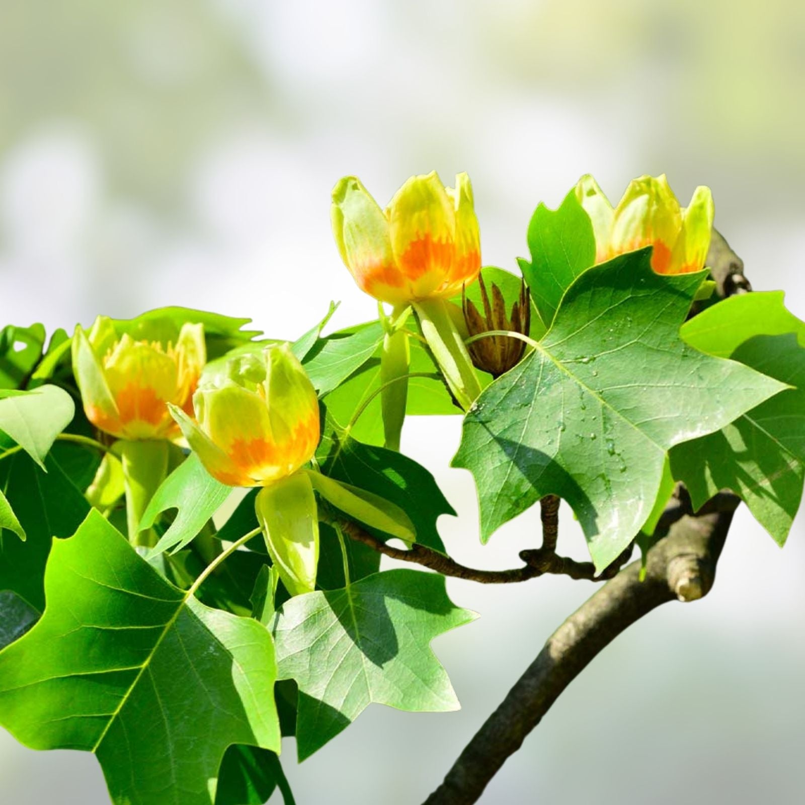 Tulip Poplar Seeds 25 Pack – Fast Growing Tree with Tulip-Shaped Flowers, Liriodendron tulipifera