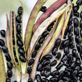 Black Turtle Pole Bean Seeds Heirloom Phaseolus vulgaris 20+ Live Plant Cutting Starter Plant Gardening Cooking