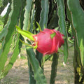 Dragon Fruit Cuttings 5 Pack Pink Skin Hylocereus undatus Live Plant Starter Bare Root Houseplant