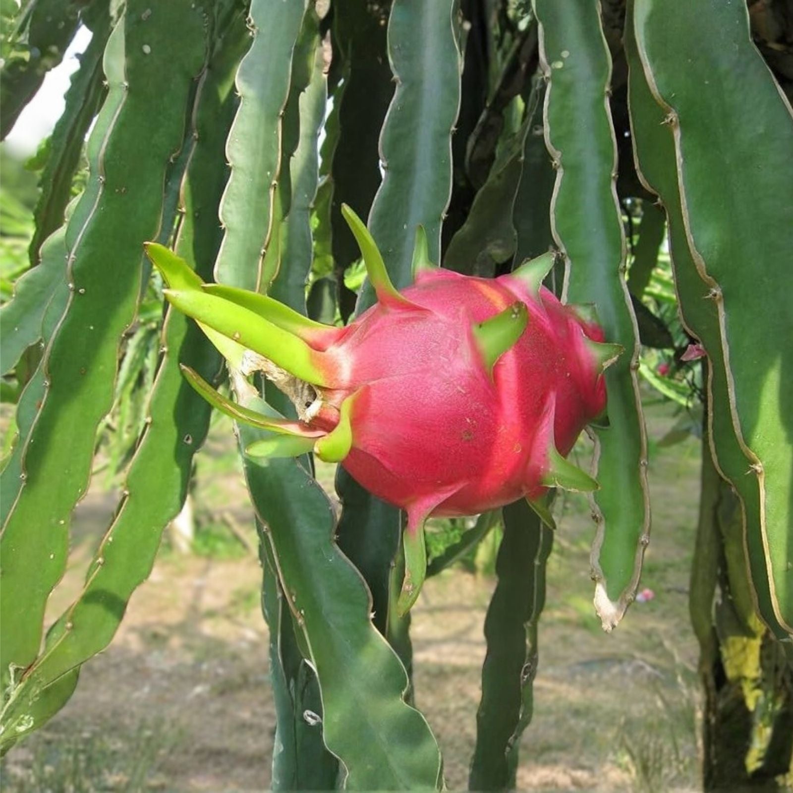 Dragon Fruit Cuttings 5 Pack Pink Skin Hylocereus undatus Live Plant Starter Bare Root Houseplant