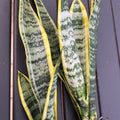 Snake Plant Clipping - Unrooted Mother-In-Law's Tongue - Sansevieria Live Plant Cuttings - Indoor Air Purifier - bloomhavennursery