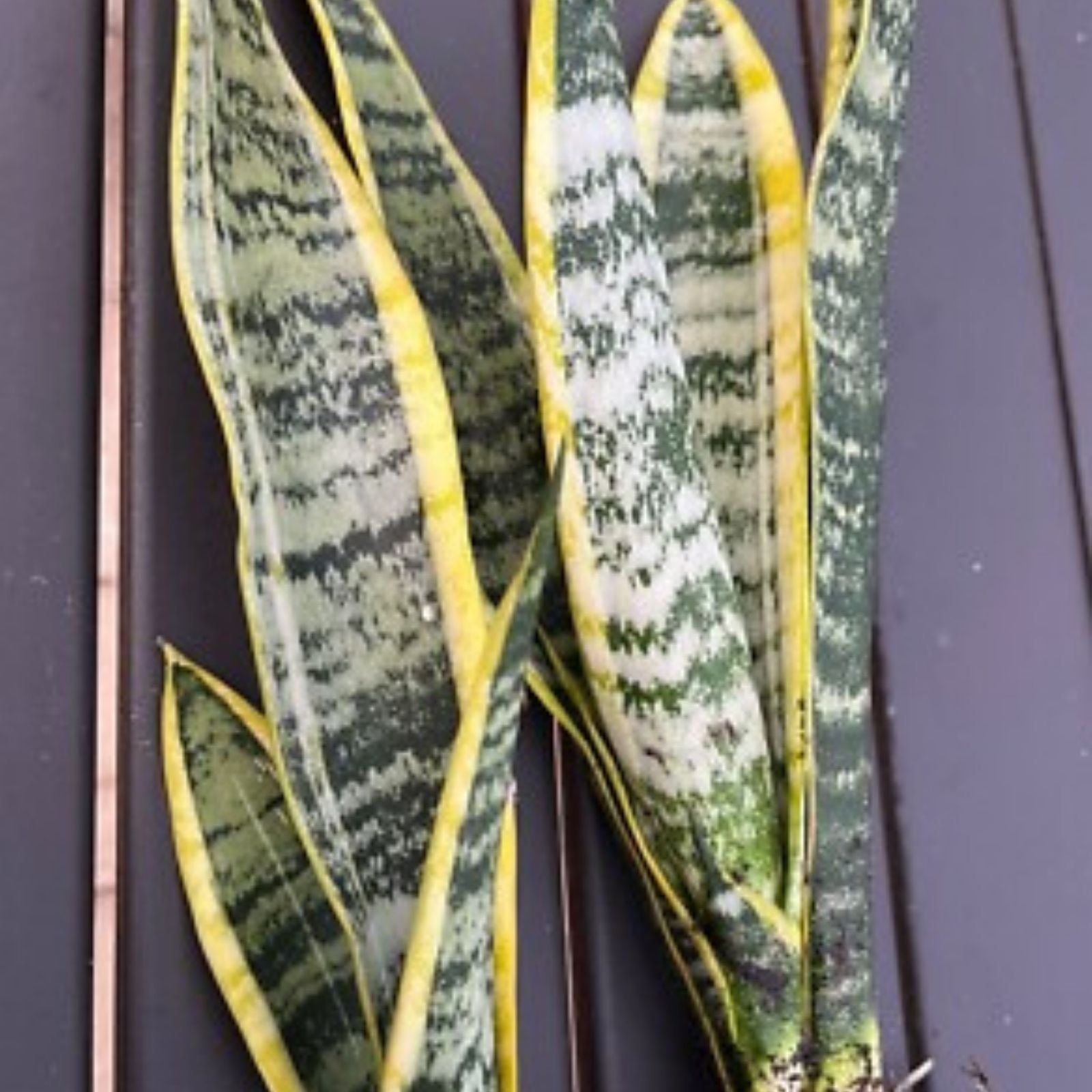 Snake Plant Clipping - Unrooted Mother-In-Law's Tongue - Sansevieria Live Plant Cuttings - Indoor Air Purifier - bloomhavennursery
