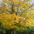 Kentucky Coffee Tree Live Plant Set of 2 – Gymnocladus dioicus – Drought Resistant Ornamental Trees – 8-16 Inches