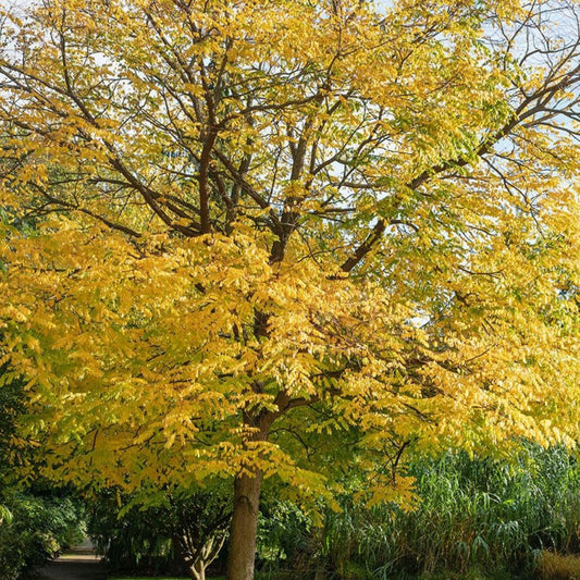 Kentucky Coffee Tree Live Plant Set of 2 – Gymnocladus dioicus – Drought Resistant Ornamental Trees – 8-16 Inches
