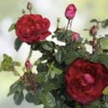 Daring Spirit Hybrid Tea Rose Cuttings 5-8" Live Plant Garden Rose Starter Unrooted Fresh