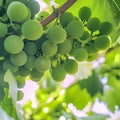 Crimson Thompson Vine Bare Root Plant Seedless Table Grape Vitis vinifera Fast Growing