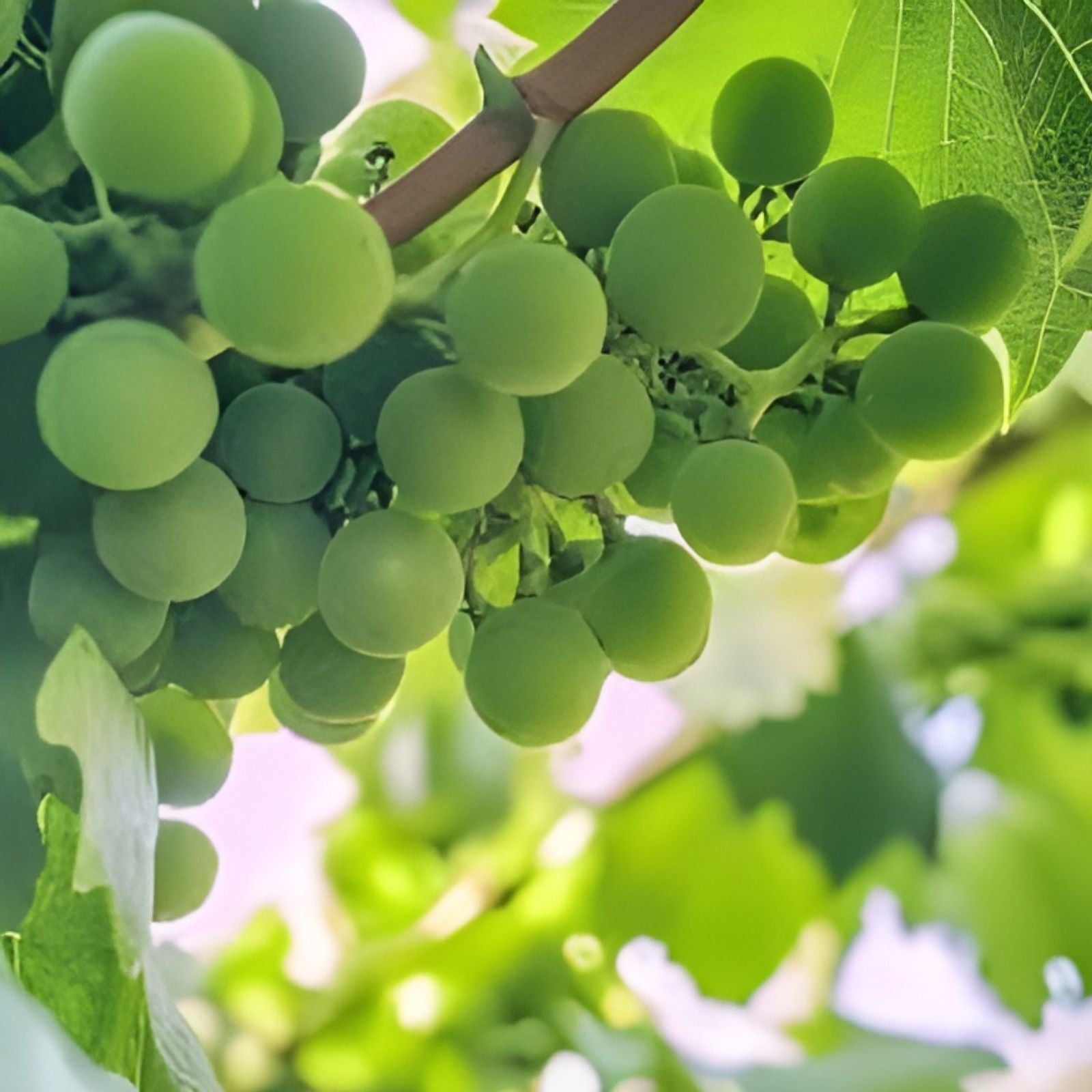 Crimson Thompson Vine Bare Root Plant Seedless Table Grape Vitis vinifera Fast Growing