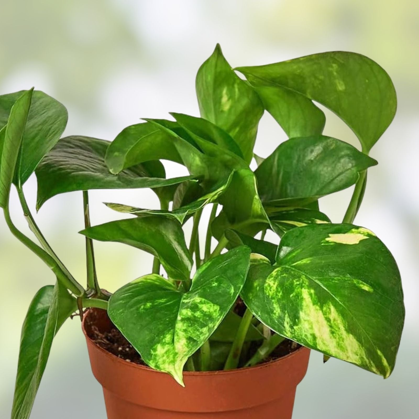 Golden Pothos Cuttings 5 Rooted Live Indoor Houseplant Epipremnum aureum Easy to Grow