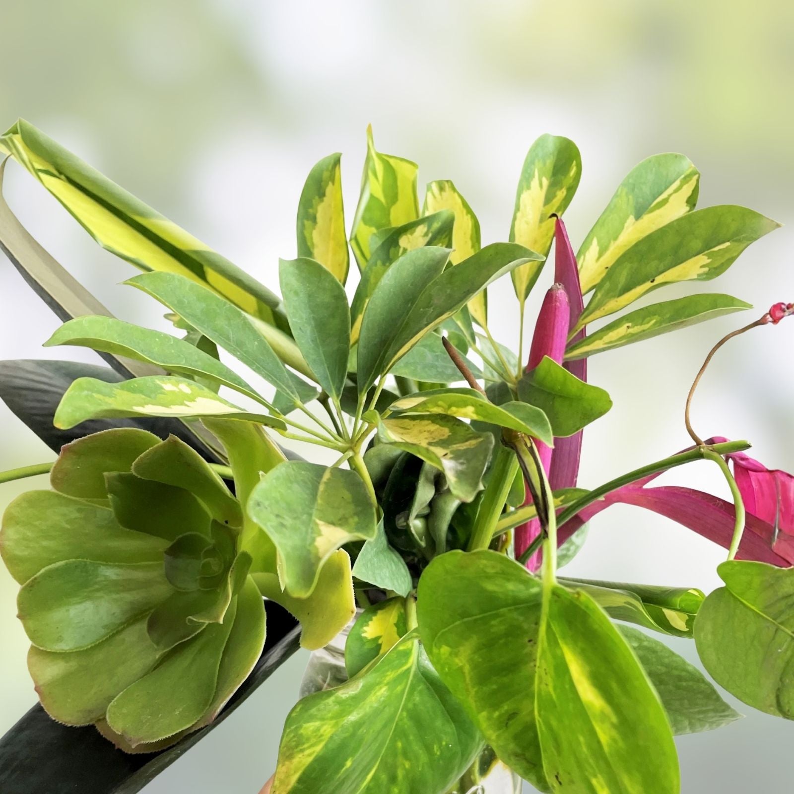 Mystery Plant Cuttings 10 Pack Assorted Indoor Houseplants Live Starter Plants Gardening Supplies
