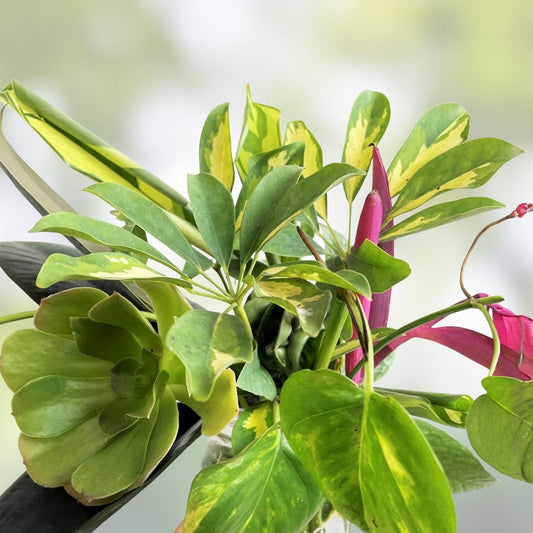 Mystery Plant Cuttings 10 Pack Assorted Indoor Houseplants Live Starter Plants Gardening Supplies