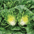 Bibb Lettuce Seeds Heirloom Non-GMO Organic Salad Greens Vegetable Seeds 25+ Starter Plants