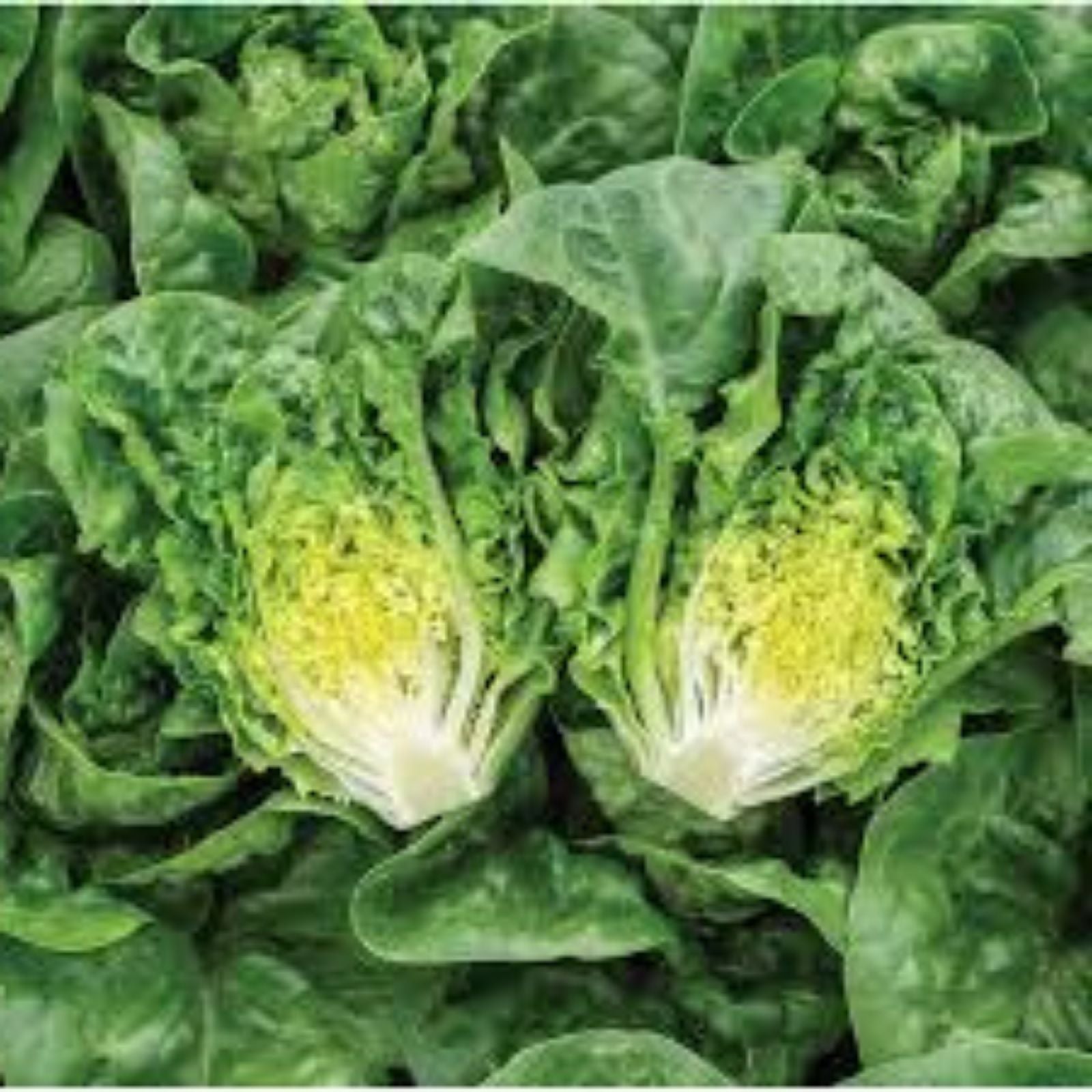 Bibb Lettuce Seeds Heirloom Non-GMO Organic Salad Greens Vegetable Seeds 25+ Starter Plants