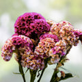 Variegated Cockscomb Celosia Seeds 200 Organic Annuals Garden Plant Celosia argentea Starter Seeds