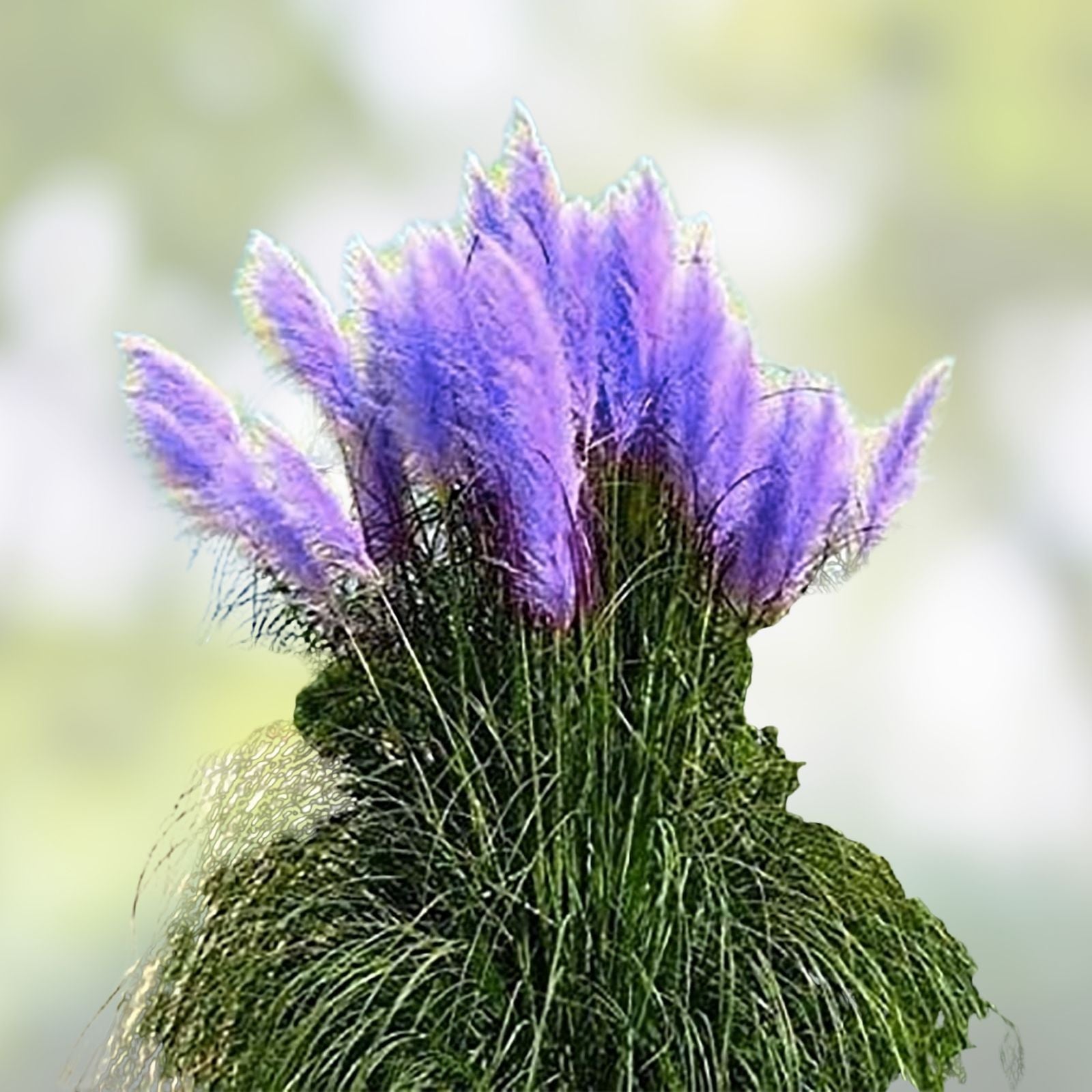 Purple Pampas Grass Plugs 3 Pack - Cortaderia selloana Ornamental Dried Flower Garden Plant Indoor Outdoor