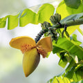 Small Rooted Starter Plant – BORDELON Banana Tree – Musa acuminata – Tropical Edible Fruit Plant, Fast Growing Garden Plant