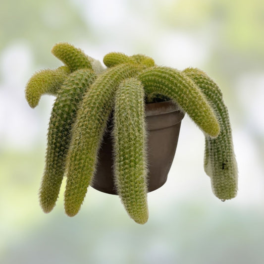 Monkey Tail Cactus Cuttings – 3 Naked Root Clippings – Unique Cleistocactus colademononis Variety – Succulent Plant Propagation