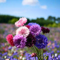 Dwarf Polka Dot Mix Bachelor Button Seeds 50 Pack Bright Color Centaurea cyanus Flower Seeds Live Plant Cutting