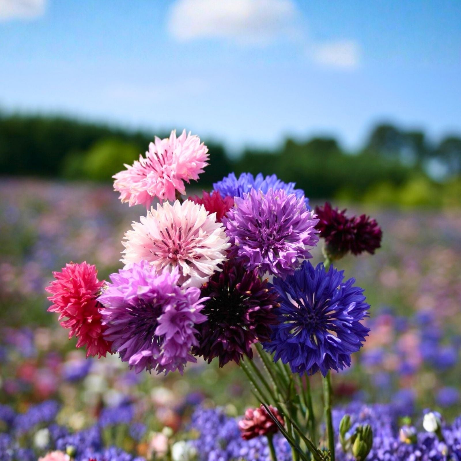 Dwarf Polka Dot Mix Bachelor Button Seeds 50 Pack Bright Color Centaurea cyanus Flower Seeds Live Plant Cutting